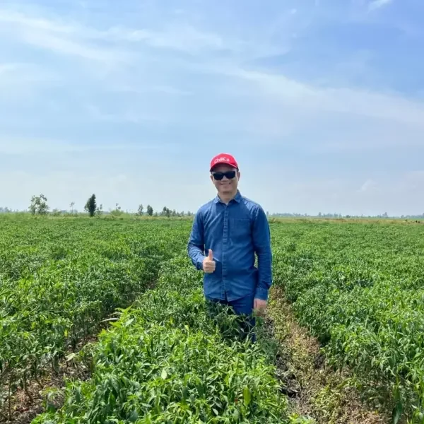 Ớt vườn Đồng Tháp lên men thu triệu USD