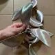 Chân vịt 3 cánh inox